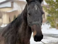 Jument, Akhal-Teke — photo 5