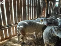 Kos, Ile-de-France sheep — 2. fotó