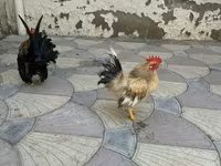 Chickens — 照片 4