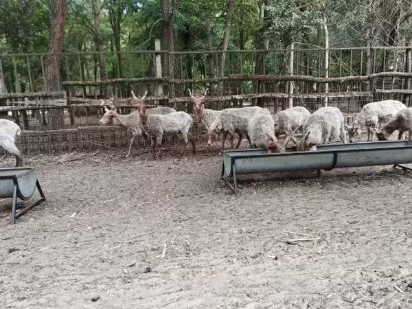 Beran, Racka sheep — Maďarsko