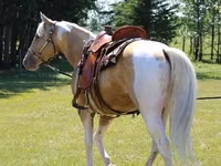 Cavalo, American paint horse — foto 2