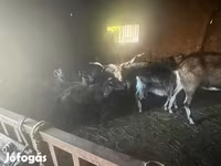 母羊, Cameroon sheep — 照片 4