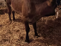 Tehén, Aberdeen-Angus — 1. fotó