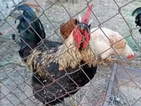 Ayam Cemani — 6. fotó