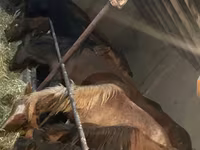 घोड़ी, घोड़े — फ़ोटो 2