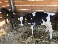 公牛, Limousin cow — 照片 3