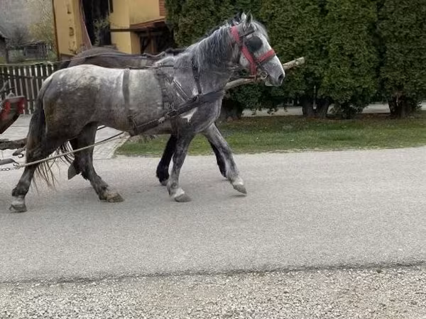 Mare, Horses