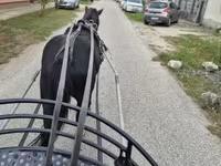 Hing, Lovak — 3. fotó