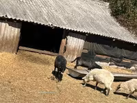 Kos, Merino sheep — 4. fotó