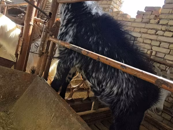 Козёл, Козлы