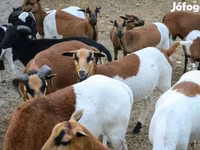 भेड़, Cameroon sheep — फ़ोटो 2