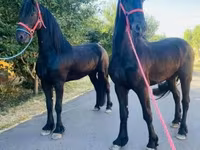 Caballo, Friesian — foto 4