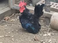 Chickens — الصورة 2