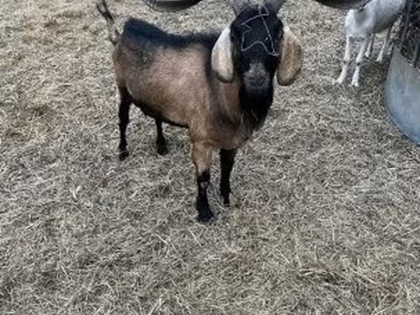 公山羊, Nubian Goat — 匈牙利