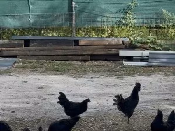 Ayam Cemani — Magyarország