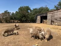 母羊, Sheep — 照片 3