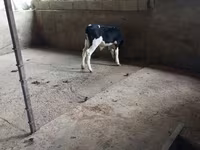 Byk, Russian Black pied cattle — zdjęcie 1