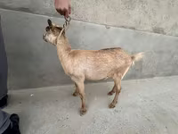عنزة, Alpine goat — الصورة 7