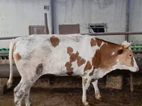 Tehén, Simmental cattle — 2. fotó