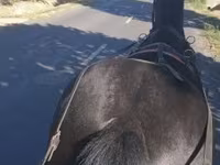 घोड़ी, Hungarian horse breed — फ़ोटो 3