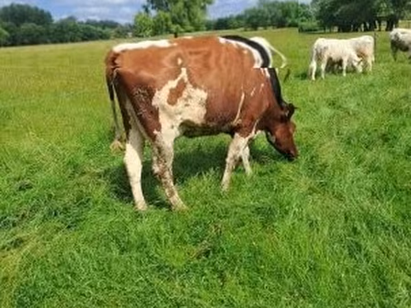 Tehén, Simmental cattle — Magyarország