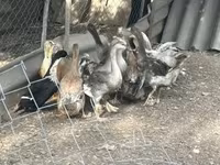 Ducks — foto 2