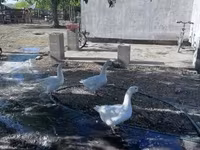 Geese — photo 3
