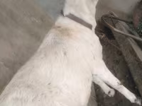 बकरियाँ (लॉट, लिंग निर्दिष्ट नहीं), Barbari goats — फ़ोटो 2