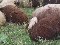 Goat, Goats — photo 2