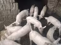 Schweine (Partie, Geschlecht nicht angegeben), Schweine — Foto 1