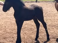 母马, Horses — 照片 2