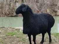 Carneiro, Hissar sheep — foto 1