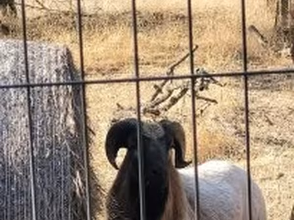 Kos, Cameroon sheep — Magyarország