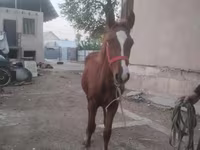 Koń, Russian Don — zdjęcie 2