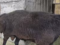 Ram, Hissar sheep — photo 7