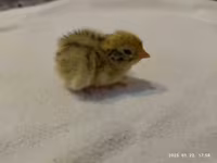 Quails — 4-сурет