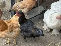 Chickens — 5-сурет