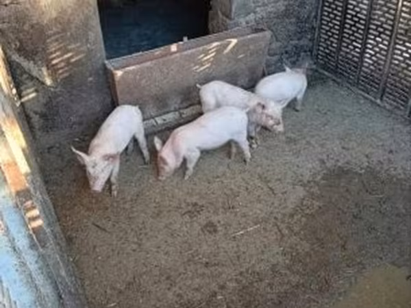 Хряк, Свиньи