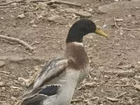Geese — zdjęcie 2