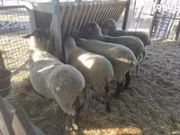 Kos, White Suffolk sheep — 3. fotó