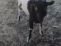 公山羊, Nigerian dwarf goats — 照片 1