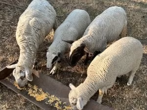 Ovce, Ovce — Maďarsko