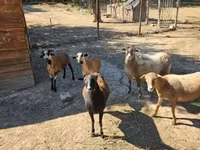मेढ़ा, Cameroon sheep — फ़ोटो 4