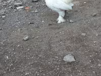 Japanisches Bantam — Foto 4
