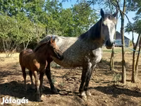 Кобыла, Лошади — фото 7