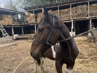 Kůň, Koně — foto 4