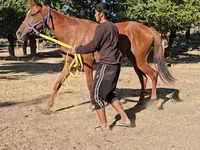 Kanca, Arabian horse — 5. fotó