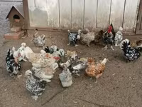 Bantam japonesa — foto 2