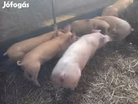Boar, Pigs — photo 2