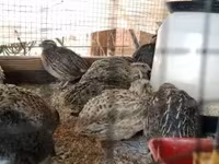 Quails — foto 2